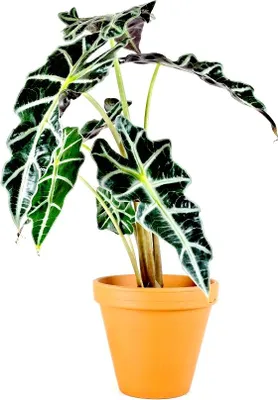 Obrázok produktu pre Gardners Alocasia amazonica Polly, priemer 11-12 cm