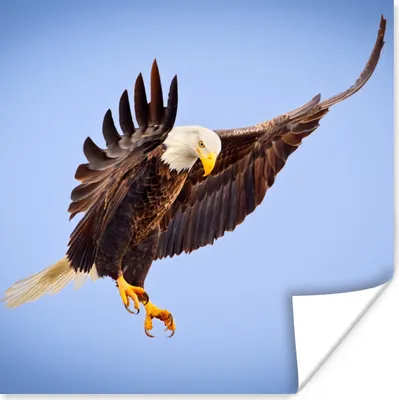 Produktbild von MuchoWow® Poster Adler - Seeadler - Jagd - Vögel 100x100 cm - Babyzimmer