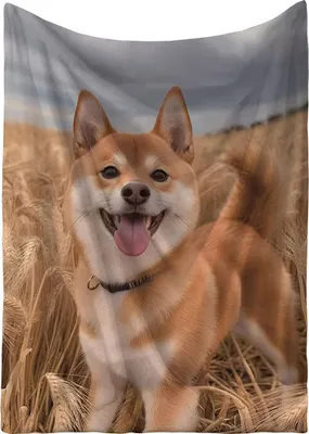 Obrázek produktu pro Mikroplyšová hřejivá deka 150x200 cm - Shiba Inu