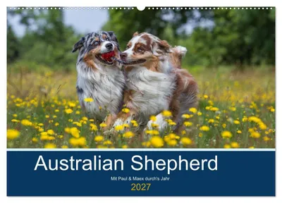 Produktbild von Australian Shepherd 2027 (Wandkalender 2027 DIN A2 quer), CALVENDO Monatskalender