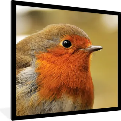 Produktbild von MuchoWow® Gerahmtes Poster Vogel - Rotkehlchen - Porträt 40x40 cm - Poster mit Schwarzem Bilderrahmen Wandposter Rahmen Foto Bilder - Mit Rahmen - Wanddekoration Schlafzimmer