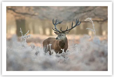 Produktbild von Poster - Poster ohne Rahmen - Hirsch Wald Natur - 91,5x61 cm - Wand Bild - Wanddeko - Wandbilder - Kunstposter - Wandposter - Bilder - Kunstdruck - Wanddekoration - Wandbild - P2XAA91x61-3744