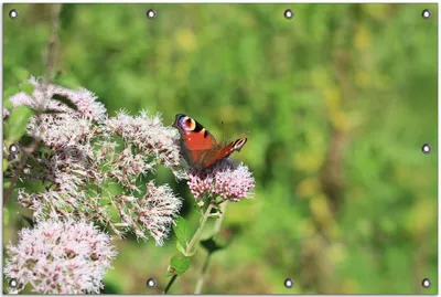Produktbild von Wallario Outdoor-Poster für Garten oder Balkon, Motiv Schmetterling auf Blüte, in ca. 80 x 120 cm