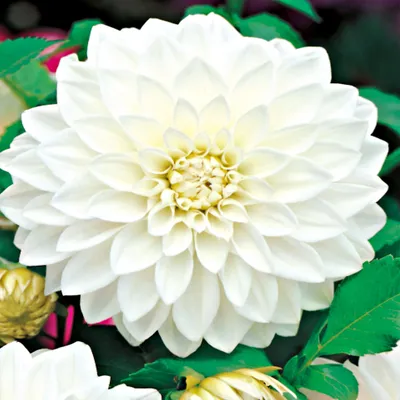 Produktbild von Dahlie Knolle Blüten Sommerblumen Herbstblumen Dekorative Dahlie White 1 St.