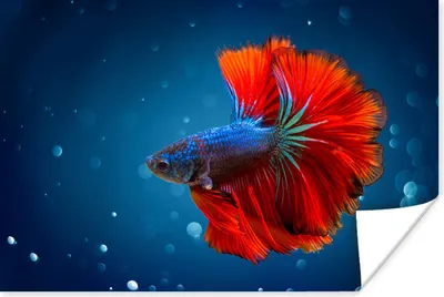 Produktbild von MuchoWow® Poster Fisch - Wasser - Rot 30x20 cm - Plakate - Print