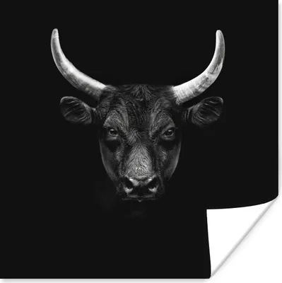 Produktbild von MuchoWow® Poster Tiere - Stier - Schwarz - Weiß - Porträt 50x50 cm - Wohnzimmerdekoration