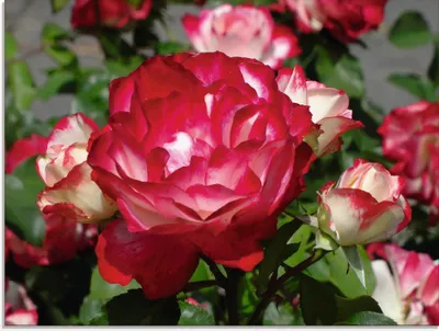 Produktbild von ARTland Glasbild Rot weiße Rosenblüte Größe: 80x60 cm