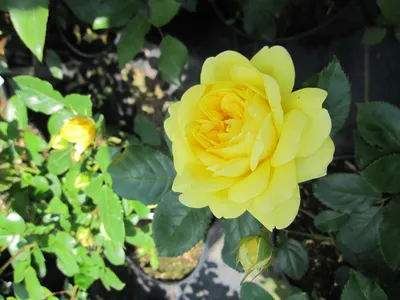Produktbild von Beetrose Yellow Meilove ® - Rosa Yellow Meilove ® - Meilland Rose - ADR Rose