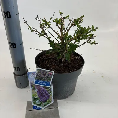 Zdjęcie produktu dla Buddleja davidii 'Butterfly Candy® Little Lila' – budleja | 30–35 cm w doniczce