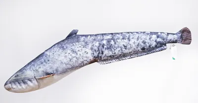 Immagine prodotto di Cuscino Energoteam Catfish Oro Oro Taglia Unica