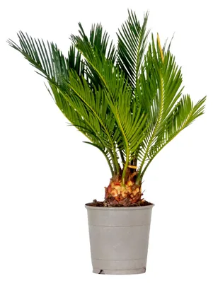 Produktbild von Bloomique - Cycas Revoluta - Palmfarn - Sagopalme - Palme - Sehr Pflegeleicht - Höhe 30-40 cm - Topf 12 cm