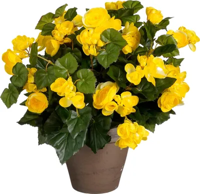 Produktbild von Mica Decorations Kunstliche Pflanze - Begonie - gelb - im Topf - 37 cm