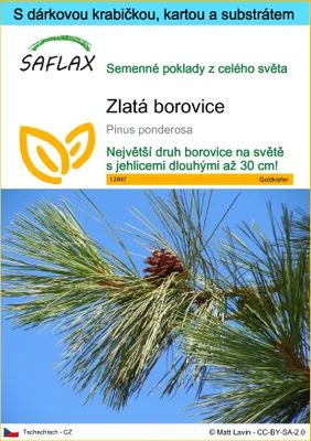 Obrázek produktu pro SAFLAX Dárková sada - zlatá borovice - Pinus ponderosa - 20 Semena - S dárkovou krabičkou, přepravním štítkem, dárkovou kartou a pěstebním médiem