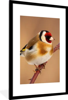 Produktbild von MuchoWow® Gerahmtes Poster Kropftaube - Vogel - Tiere 60x90 cm - Poster mit Schwarzem Bilderrahmen Wandposter Rahmen Foto Bilder - Dekoration - Wandposter Wohnzimmer - Hochwertig