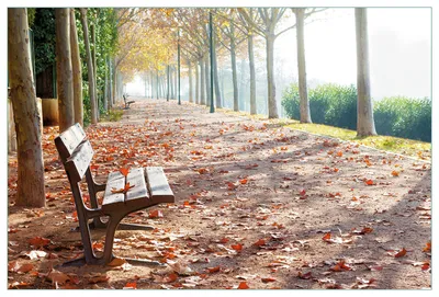 Produktbild von Wallario Küchenrückwand aus Glas, Größe: 90 x 60 cm, Motiv: Einsame Parkbank an einer Allee - Herbststimmung | Spritzschutz | abwischbar | pflegeleicht | in