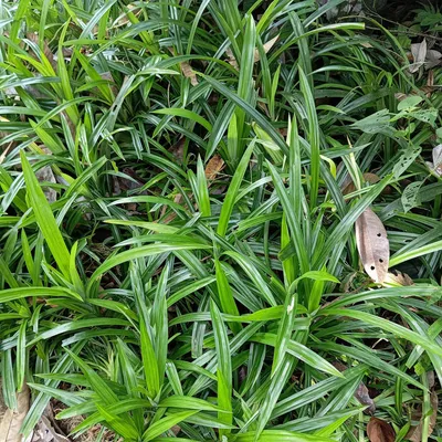 Produktbild von Carex morrowii Irish Green 2 Pflanzen 17cm 50cm hoch Immergrüne Grünblättrige