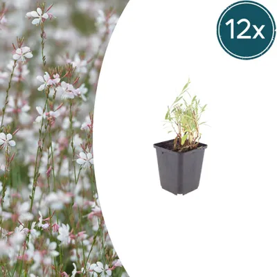 Obrázek produktu pro Gaura lindheimeri – Ohnivka Lindheimerova – 9 cm květináč – 10-25 cm – Sada 12 rostlin