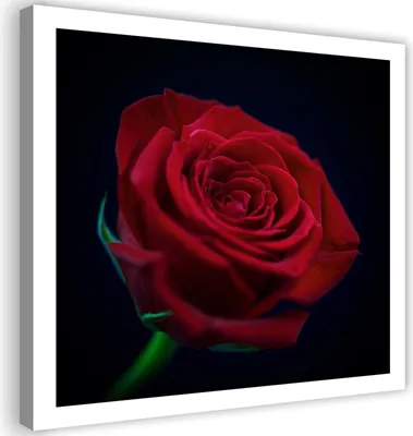 Produktbild von Leinwandbild rote rose natur blume 60x60 cm Feeby rot wandbild bereit zum aufhängen