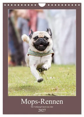 Produktbild von Mops-Rennen (Wandkalender 2027 DIN A4 hoch), CALVENDO Monatskalender