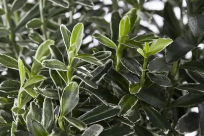 Produktbild von Kleinblättrige Japanspindel Euonymus japonicus 'Microphyllus Variegata' P 0,5 10- 15