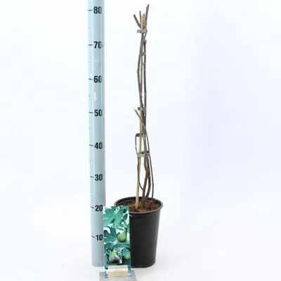 Produktbild von Ficus carica 'Brown Turkey' - Feige | 80-90 cm im Topf