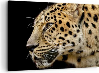 Produktbild von Bild auf Leinwand - Leinwandbild - Tiere Leopard wilde Katze wilde Tiere - 120x80cm - Wand Bild - Wanddeko - Leinwanddruck - Bilder - Kunstdruck - Leinwand bilder - Wandkunst - AA120x80-0433