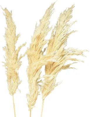Produktbild von Deko Pampasgras Creme 95cm 3 St - Trockenblumen Boho Deko, 3 Stück