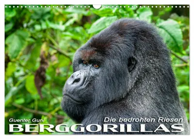 Immagine prodotto di Gorilla di montagna: i giganti in pericolo (calendario da parete 2027, formato DIN A3 orizzontale), calendario mensile CALVENDO