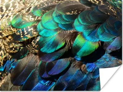 Produktbild von MuchoWow® Poster Federn - Pfauenfedern - Pfau - Blau - Kunst 120x90 cm - Wandbild