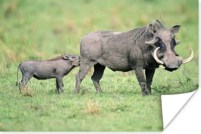Produktbild von MuchoWow® Poster Wild - Schwein - Afrika 180x120 cm - Fotoplakat