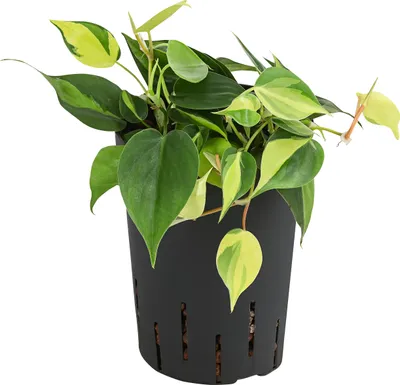 Produktbild von Dehner Baumfreund, Philodendron scandens, in Hydrokultur, 30 cm inkl. Pflanztopf, Ø Topf 15 cm, Zimmerpflanze