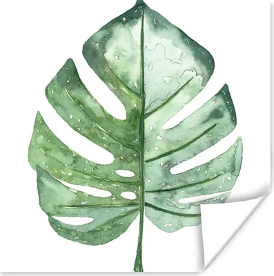 Produktbild von MuchoWow® Poster Aquarell - Monstera - Blatt 75x75 cm - Wand Dekoration