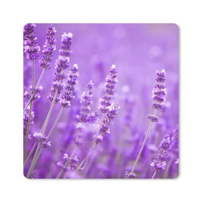 Produktbild von MuchoWow® Mauspad Mousepad Lavendel - Nahaufnahme - Blumen - Lila 20x20 cm - Mousepads - Maus Mat - Pad - Mausunterlage - Desk Mat - Bureauartikeln