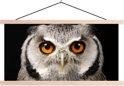 Produktbild von MuchoWow® Textilposter Porträt Eule 60x30 cm mit holzfarbenen Rahmen - Dekoration