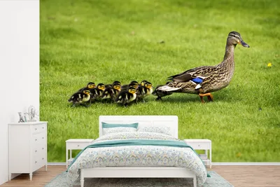 Produktbild von MuchoWow® Fototapete für Wohnzimmer oder Schlafzimmer Wandtapete Vinyl Motivtapete Ente mit Jungen im Gras - 420x280 cm - Zimmer für Kinder
