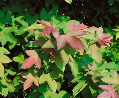 Produktbild von Liquidambar formosana 'Ellen', Amberbaum, 100–125 cm, auffälliges Laub