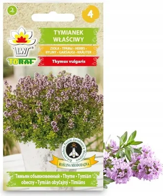 Produktbild von Thymian Echtes Kraut Samen Gewürze Aromatisch 0,3G