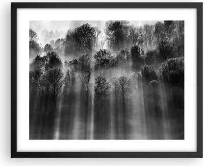 Produktbild von Gerahmtes Poster - Schwarzer Rahmen - Bäume drinnen Nebel - 50x40 cm - Wand Bild - Wanddeko - Wandbilder - Kunstposter - Wandposter - Bilderrahmen - Bilder - Kunstdruck - P2BAA50x40-4889