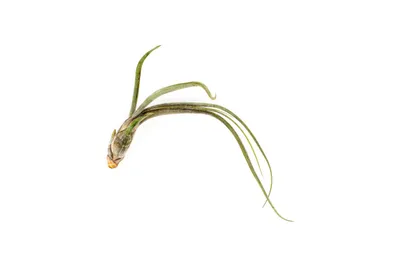 Obrázok produktu pre Gardners Tillandsia Bailey