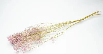 Produktbild von Schleierkraut, getrocknet, im Bund, Länge ca. 50-60cm, lieferbar in Natur und Gefärbt | Gypsophila paniculata , Farbe:Pink
