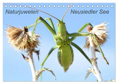 Produktbild von Naturjuwelen - Neusiedler See (Tischkalender 2027 DIN A5 quer), CALVENDO Monatskalender