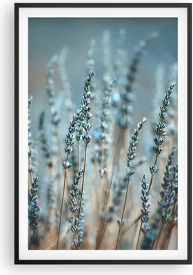 Produktbild von Gerahmtes Poster - Schwarzer Rahmen - Lavendel Klinge Blume - 61x91,5 cm - Wand Bild - Wanddeko - Wandbilder - Kunstposter - Wandposter - Bilderrahmen - Bilder - Kunstdruck - P2BPA61x91-4986