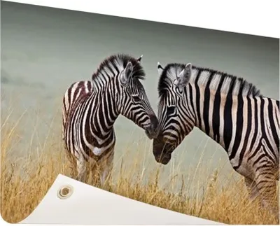 Produktbild von Gartenposter - 60x40 cm - Zebras fotodruck  - Modernes Wandbilder - Wilde Tierposter