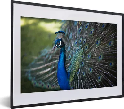 Produktbild von MuchoWow® MuchoWow® Gerahmtes Poster Pfau - Vögel - Blau 40x30 cm - Poster mit zchwarzem Bilderrahmen - Bilderrahmen - Poster im Rahmen