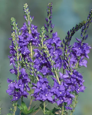 Produktbild von Veronica teucrium 'Shirley Blue', Ehrenpreis, blau, ca. 9x9 cm Topf