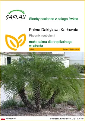 Zdjęcie produktu dla SAFLAX - Palma Daktylowa Karłowata - 25 Nasiona - Phoenix roebelenii
