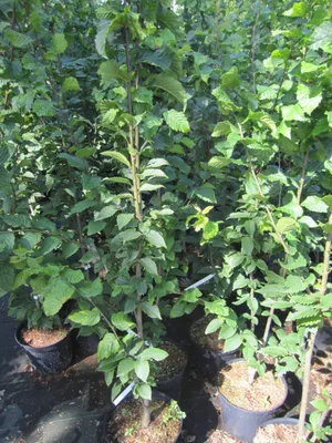 Produktbild von Carpinus betulus fastigiatus Beeckmann - Hainbuche - Weißbuche - Beeckmann - 100-125cm