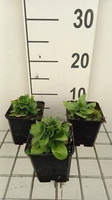 Produktbild von 6 x Gentiana asclepiadea - Schwalbenwurz-Enzian - Topf 9 x 9 cm