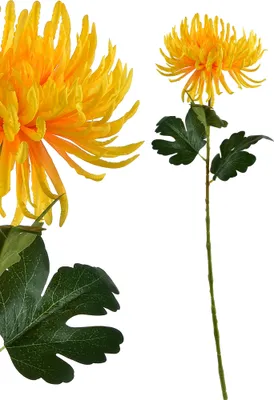 Image de Branche de chrysanthème artificielle en plastique Viridis AW25, 70 x 15 cm, tons naturels, 1 pièce