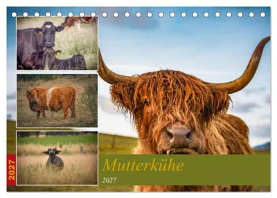 Produktbild von Mutterkühe (Tischkalender 2027 DIN A5 quer), CALVENDO Monatskalender
